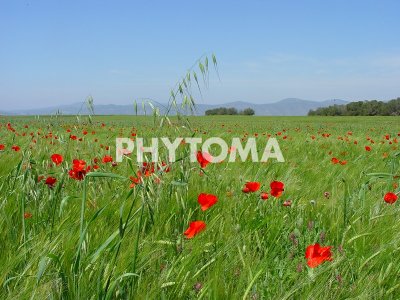 Papaver rhoeas y Avena sterilis